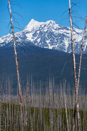 Mount Jackson From Camas Road