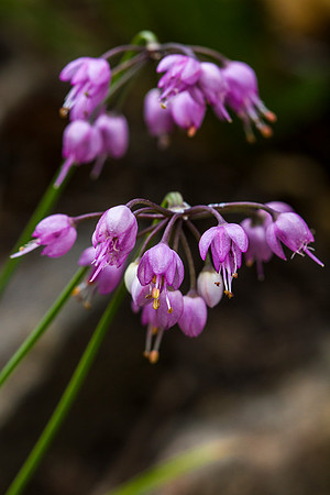 Nodding Onion - Allium cernuum