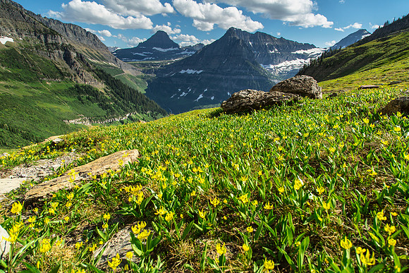 Glacier Lilys on the Highline Trail