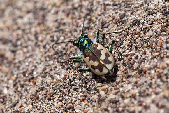 Tiger Beetle of Great Sand Dunes National Park - Cicindela theatina