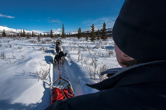 Portrait of a Musher