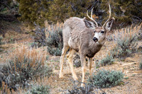 Young Buck