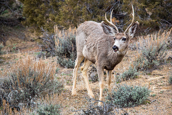 Young Buck