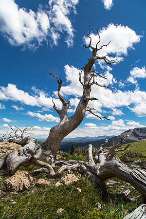 Twisted Whitebark Pines