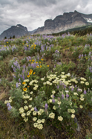 Wildflowers along the Many Galcier Road (5) 7.2.16