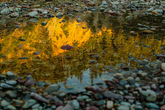 Middle Fork Reflections