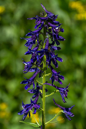 Tall Larkspur - Delphinium glaucum