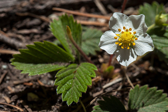 Woodland Strawberry - Fragaria vesca