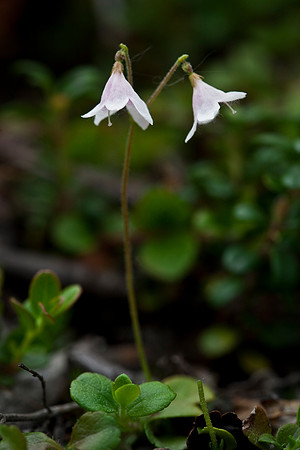 Twin Flower - Linnaea borealis