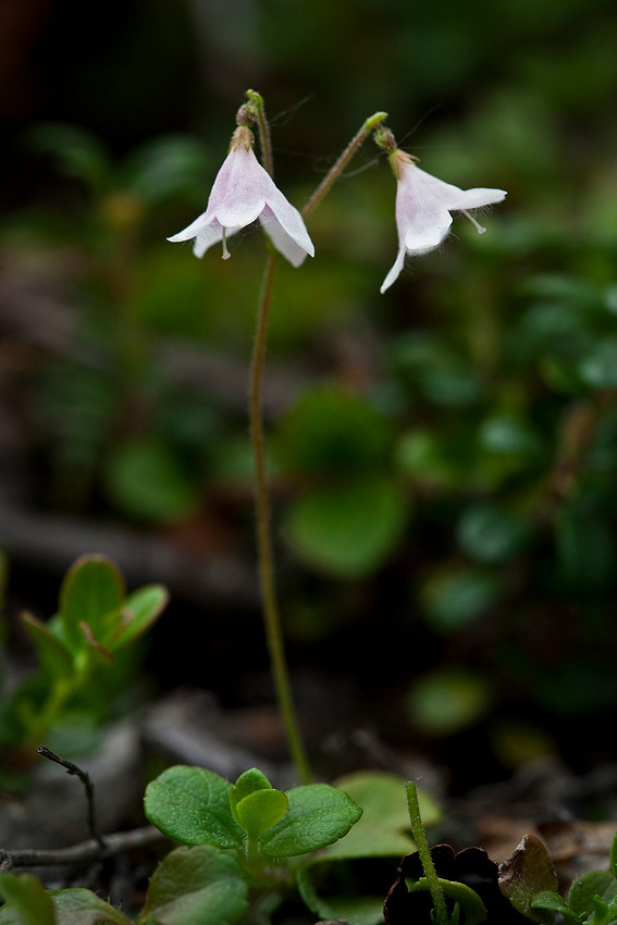 Twin Flower - Linnaea borealis