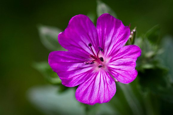 Sticky Geranium