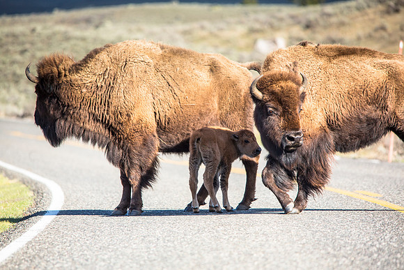 Bison and Red Dog in the Road