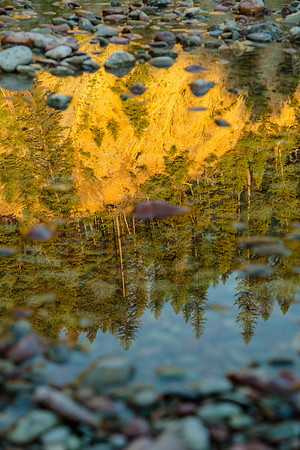 Middle Fork Reflections Portrait