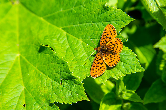 Butterfly on Highline