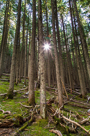 Evening Light on the Avalanch Lake Trail Portrait