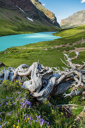 Twisted Wood at Cracker Lake
