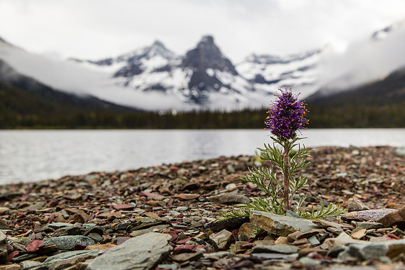 Silky Phacelia at Cosley Lake