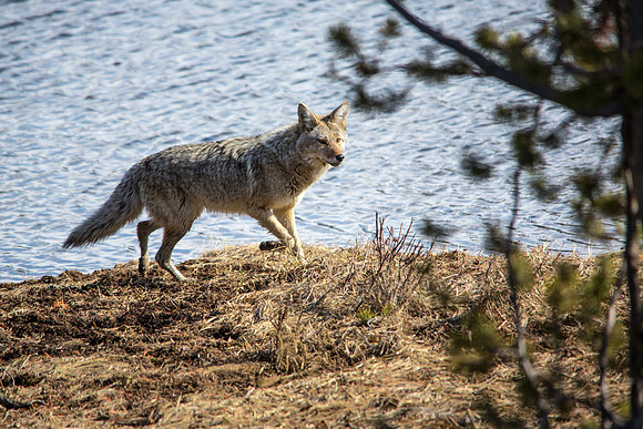 Roadside Coyote