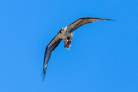 Osprey with Fish