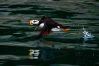 kenai fjords