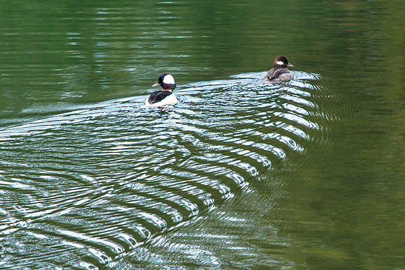 Bufflehead pair - Bucephala albeola