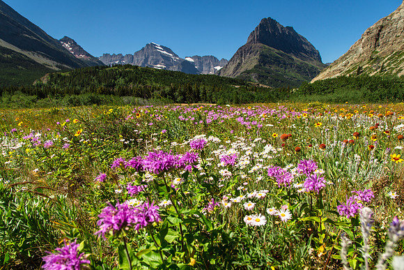 Wildflowers in Many Glacier 7.21.16