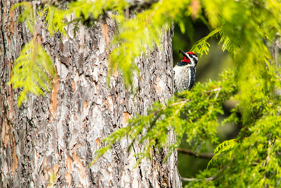 Red-naped Sapsucker with Insect