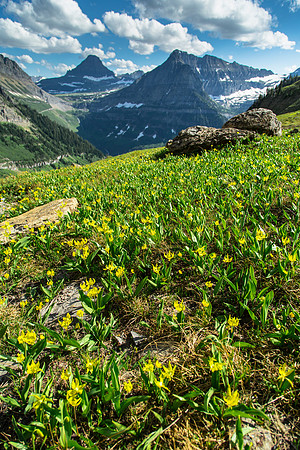 Glacier Lilys on the Highline Trail Portrait