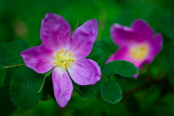 Wild Rose
