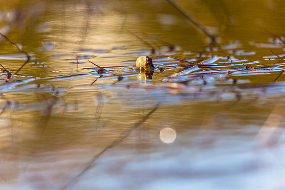 Boreal Chrous Frog