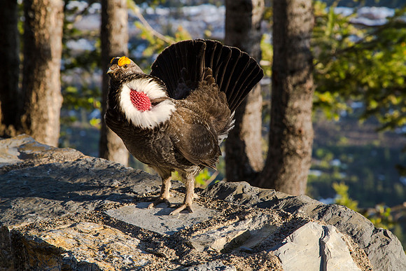 Dusky Grouse - Dendragapus obscurus