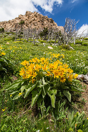 Arrowleaf Balsamroot - Balsamorhiza sagittata (3)