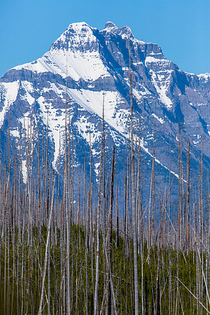 Mt. Cannon from Camas Road (2)