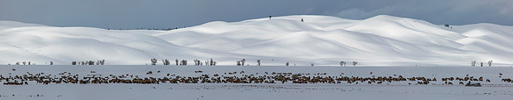 National Elk Refuge