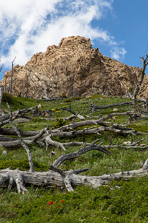 Dead Trees and Geology on Spot Mountain