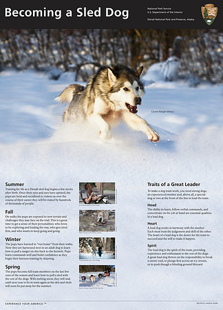 Becoming a Sled Dog