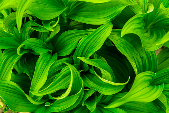 Corn Lily Leaves
