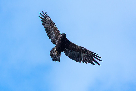 Golden Eagle over Granite Park