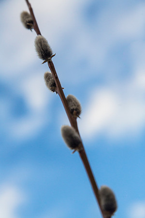 Willow Buds on McDonald Creek 4.3.16