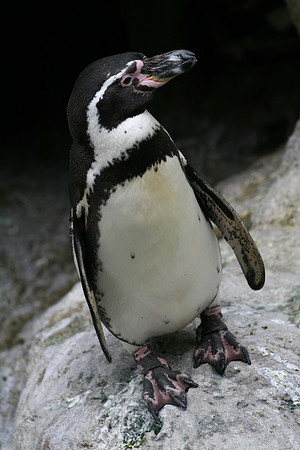 Humboldt Penguin