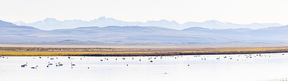 Trumpeter swans and other waterfolw congregate on Red Rock Creek