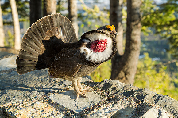 Dusky Grouse - Dendragapus obscurus (2)