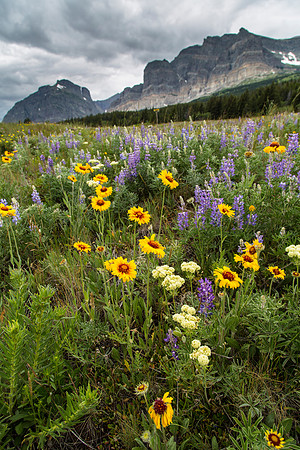 Wildflowers along the Many Galcier Road 7.2.16