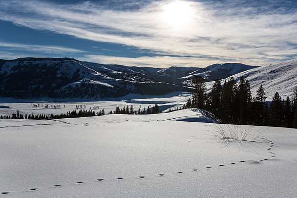 Coyote Tracks in Lamar