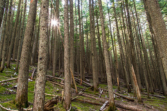 Evening Light on the Avalanch Lake Trail