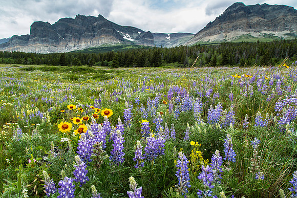 Wildflowers along the Many Galcier Road (4) 7.2.16