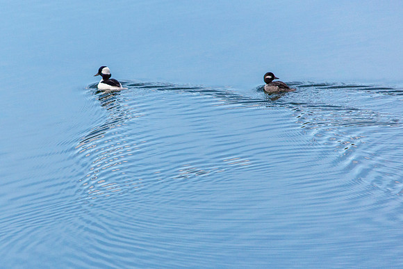 Bufflehead pair - Bucephala albeola (2)
