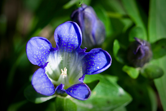 Bog Gentian