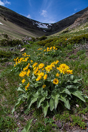 Arrowleaf Balsamroot - Balsamorhiza sagittata