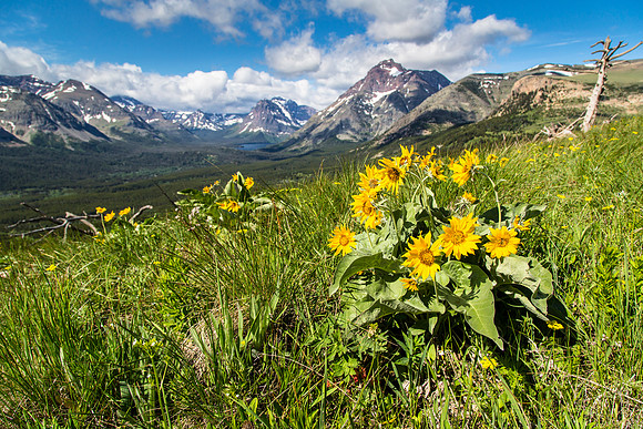 Overlooking Two Medicine Valley